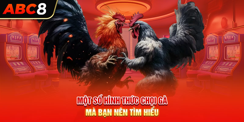 Một số hình thức chọi gà mà bạn nên tìm hiểu